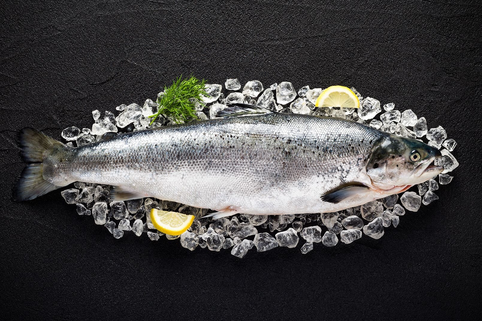 Лосось Лосось