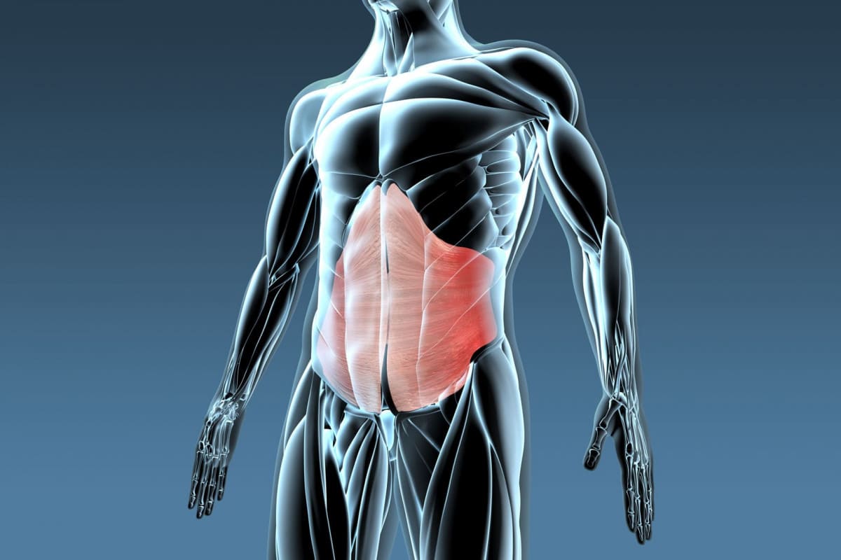 качати нижній прес