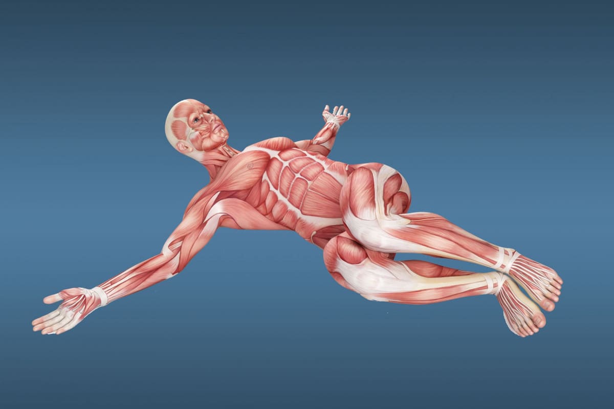 качати нижній прес