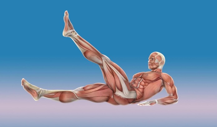 качати нижній прес