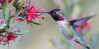 Популяції птахів втрачають морфологічну різноманітність