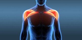 Як качати плечі? Дельтоподібні м’язи – анатомія, біомеханіка та вправи Як качати плечі