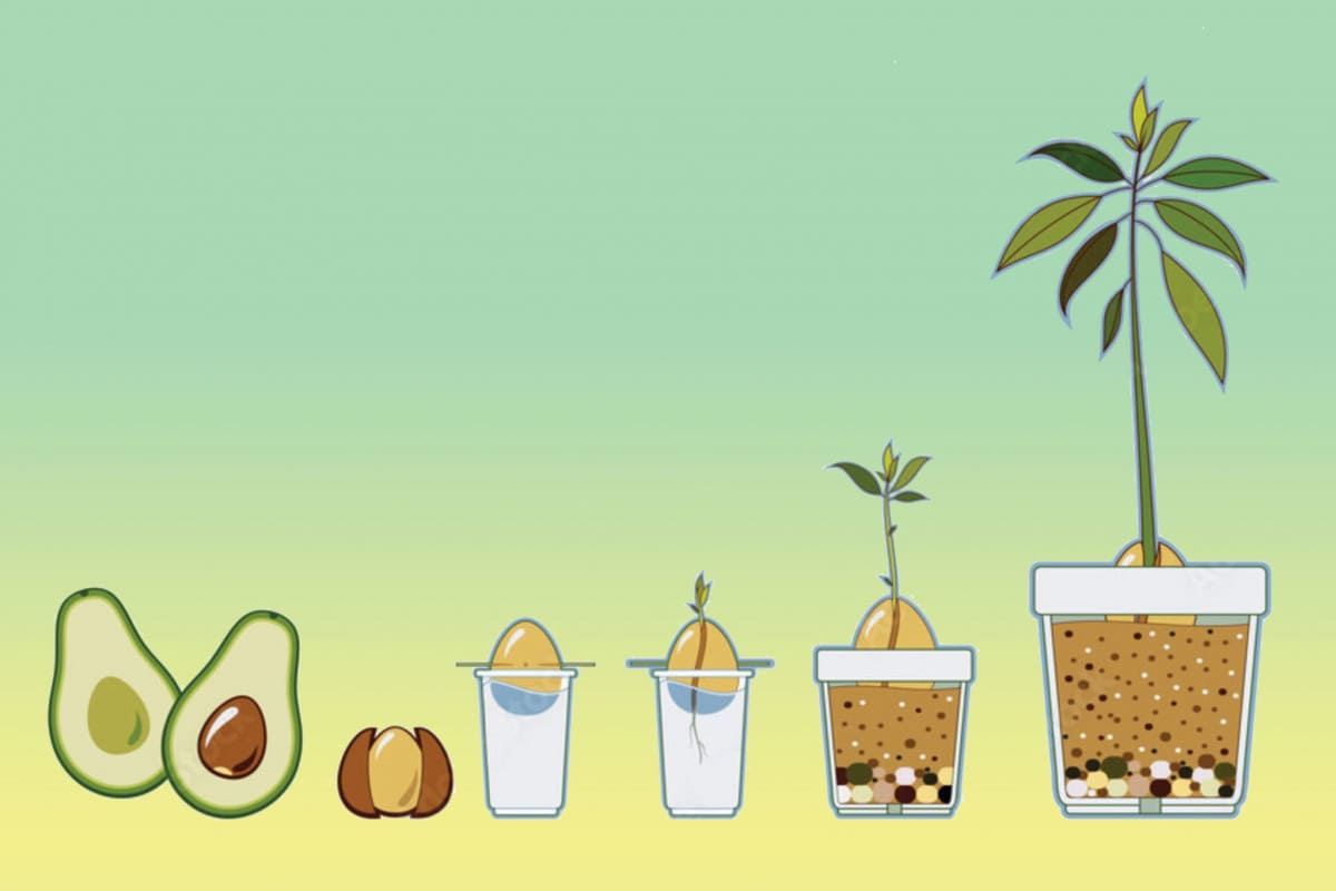 Як виростити авокадо в домашніх умовах