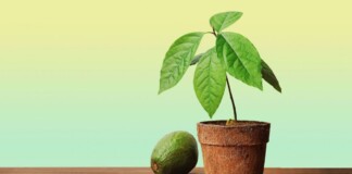 Як виростити авокадо в домашніх умовах – покроковий гід Як виростити авокадо в домашніх умовах