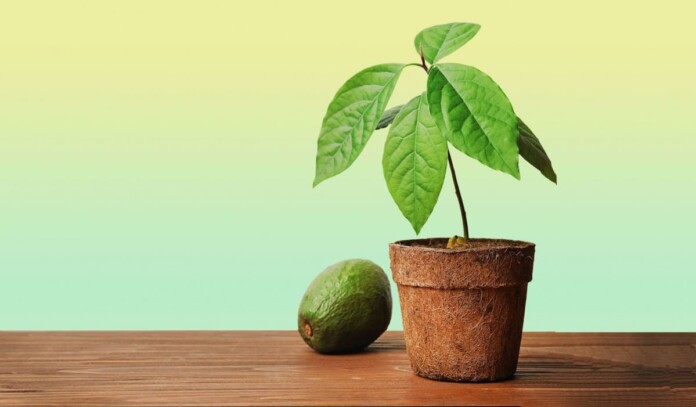 Як виростити авокадо в домашніх умовах Як виростити авокадо в домашніх умовах