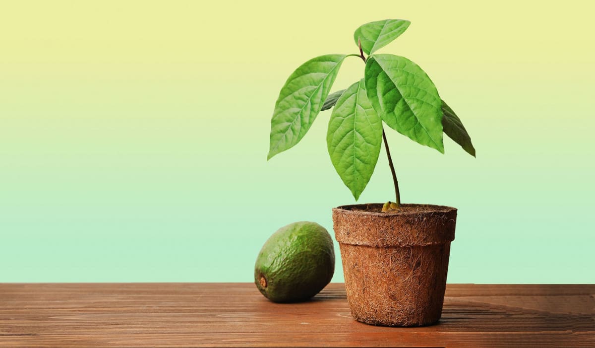 Як виростити авокадо в домашніх умовах Як виростити авокадо в домашніх умовах