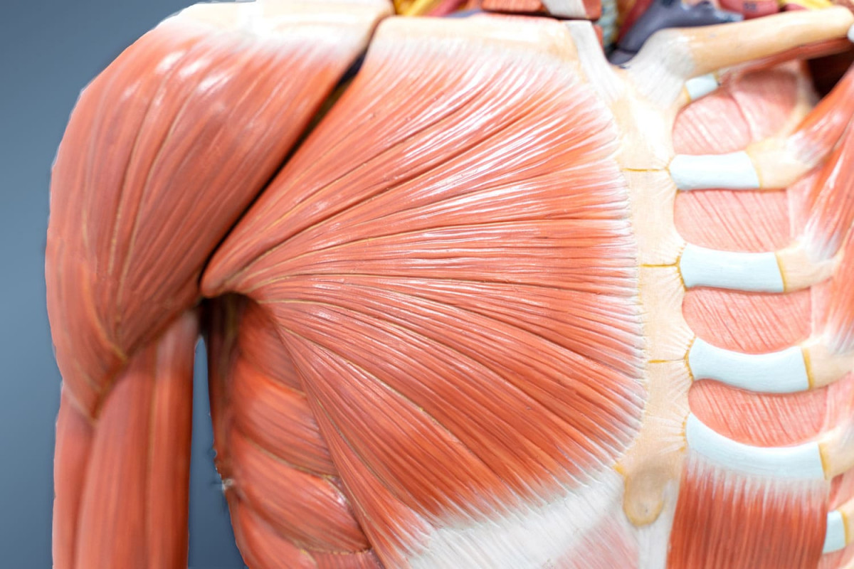 грудні м'язи