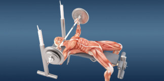 грудні м'язи