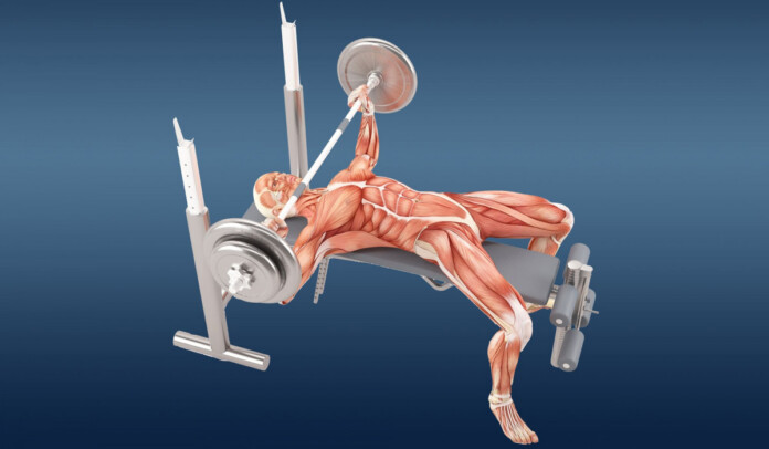 грудні м'язи