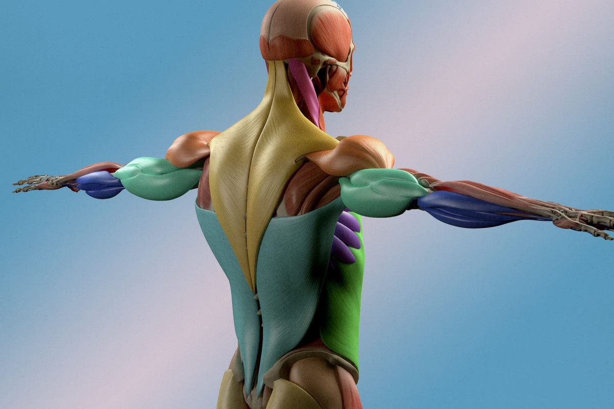 м'язи спини