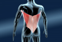 м'язи спини