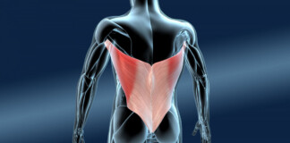 м'язи спини