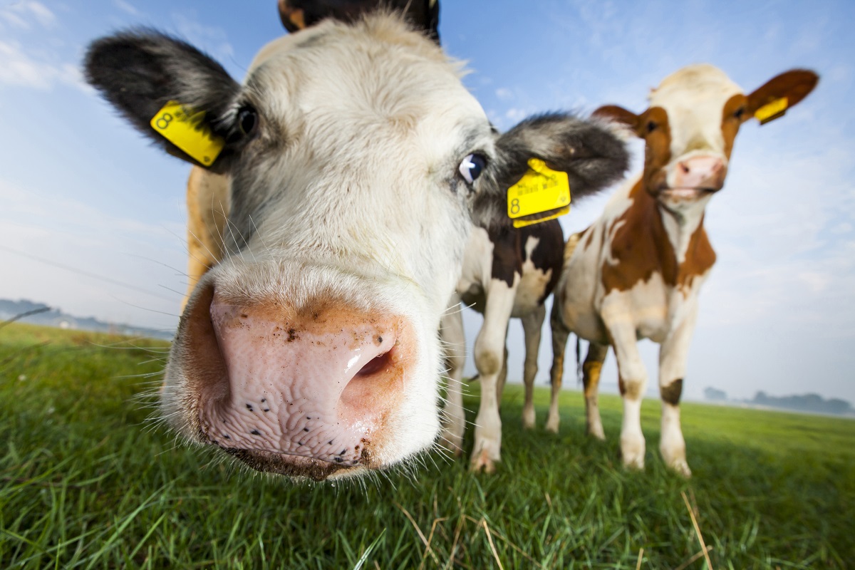 Перевірка фактів: наскільки шкідливим є споживання м'яса для клімату фото 2 Великий відсоток викидів метану пов'язаний із молочними коровами. Фото: Marcel Bakker/shutterstock.com