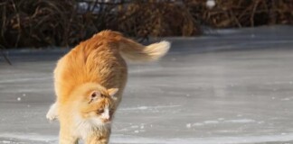 На Рівненщині на завтра прогнозують ожеледицю