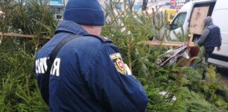 У Корці та Рівному спіймали продавців, що торгували нелегальними ялинками (Фото)