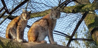 Придбай квиток та підтримай: у Рівному просять допомогти мешканцям зоопарку