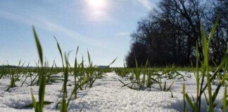 На Рівненщині зима б'є температурні рекоди