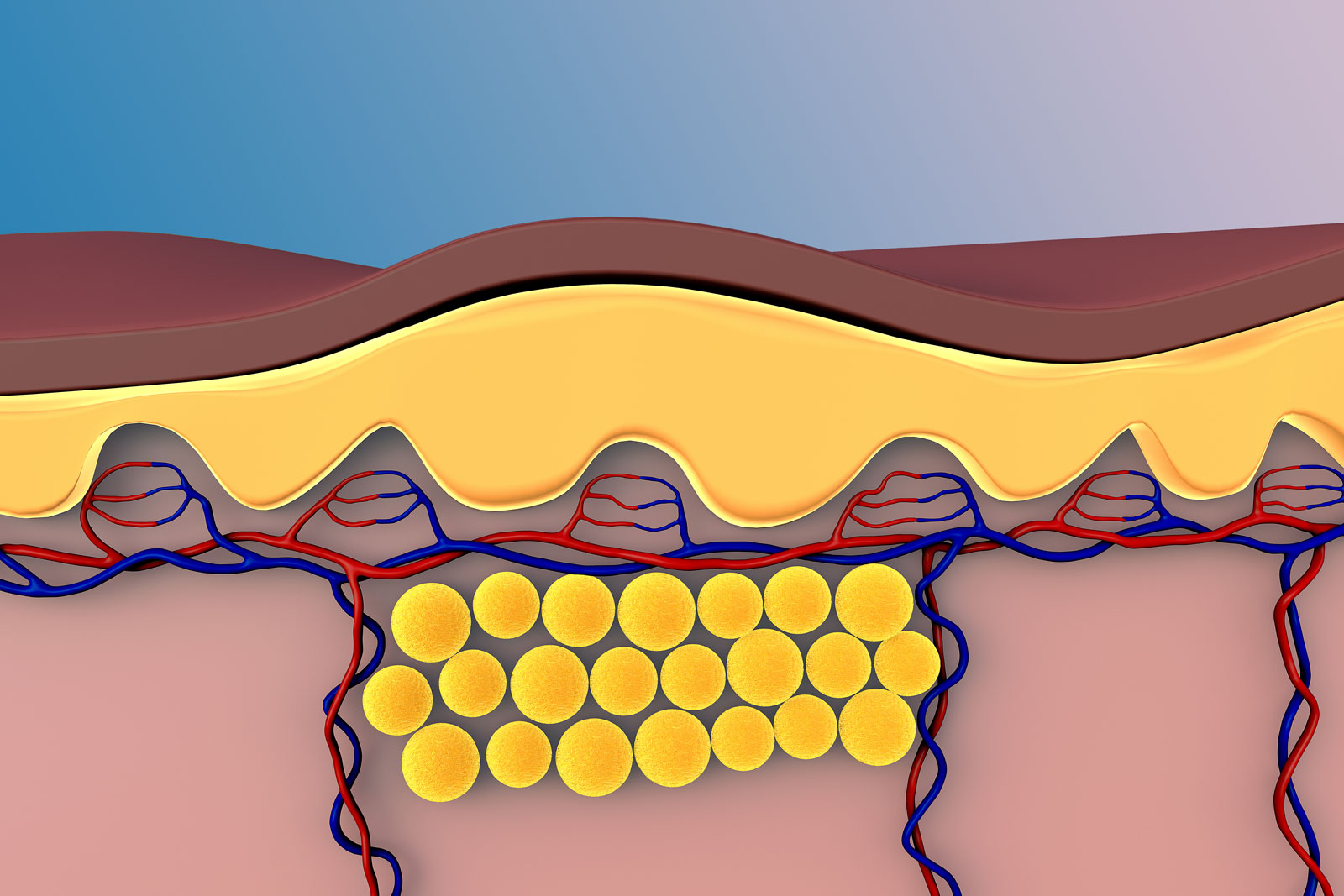 Структура підшкірного жиру