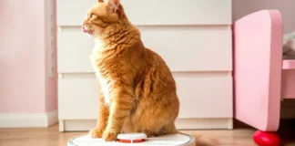 Чому не варто мити підлогу або пилососити щодня