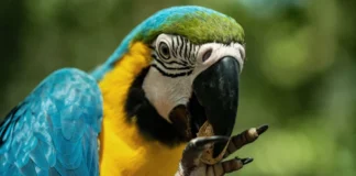 Попка не дурень: як навчити папугу розмовляти