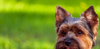 Йоркширський тер'єр