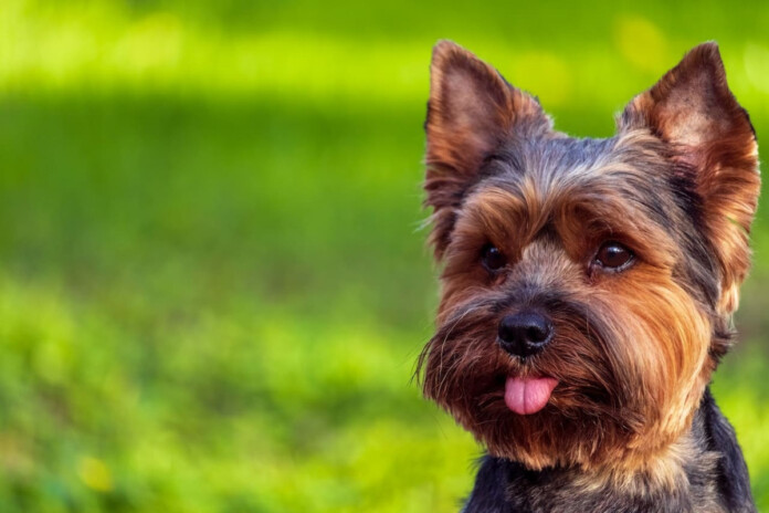 Йоркширський тер'єр