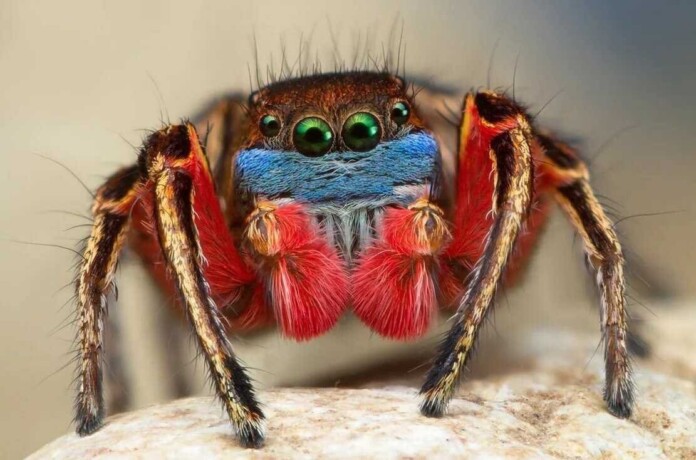 павук павук