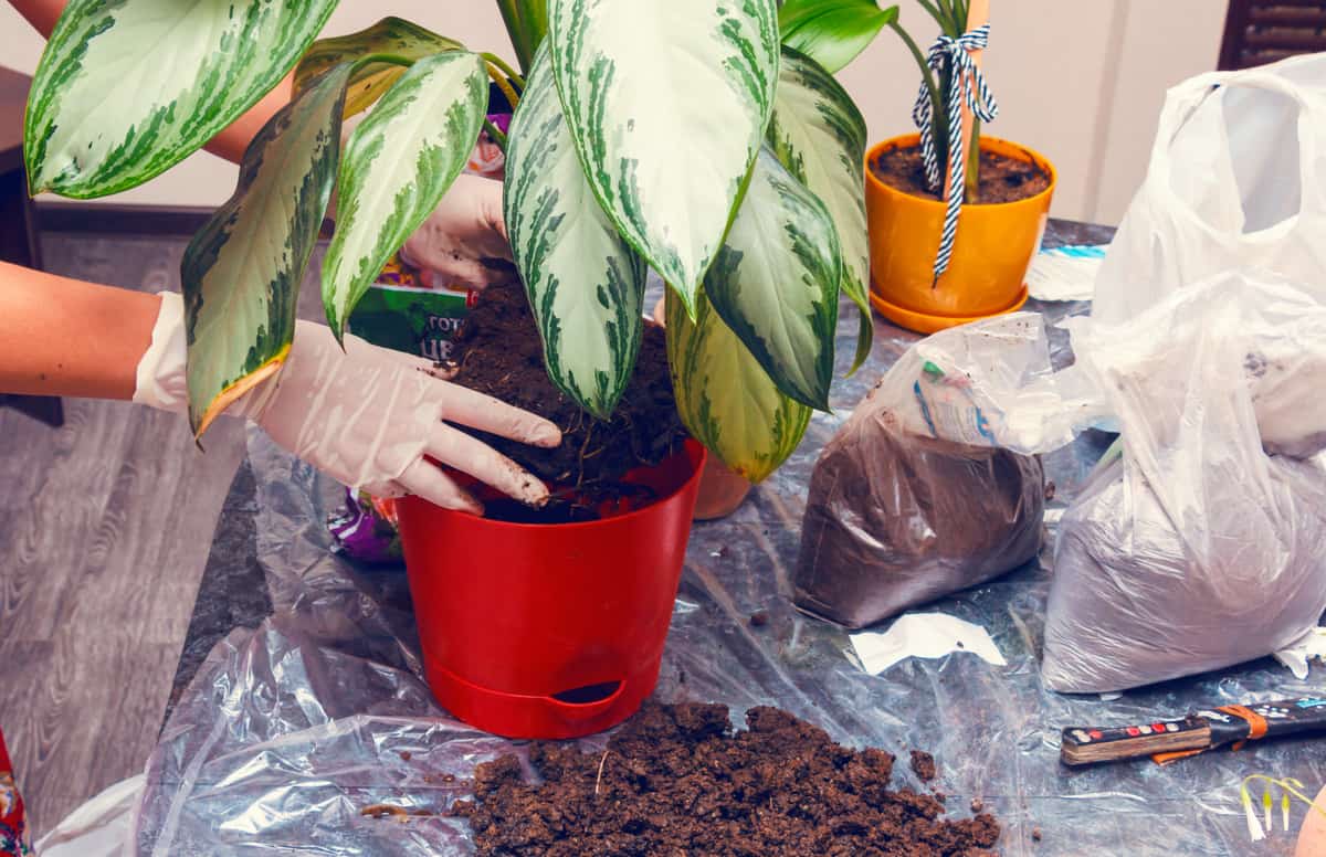 Диффенбахія