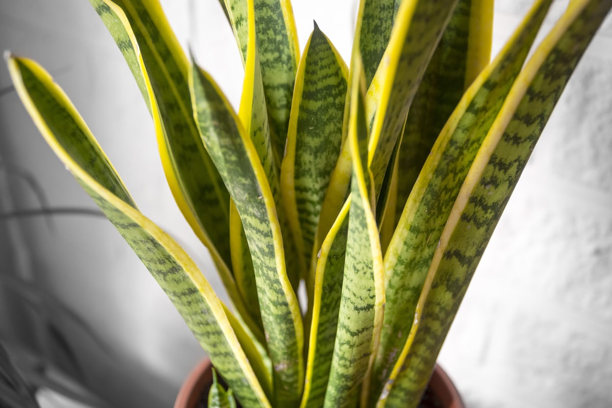 Сансевієрія