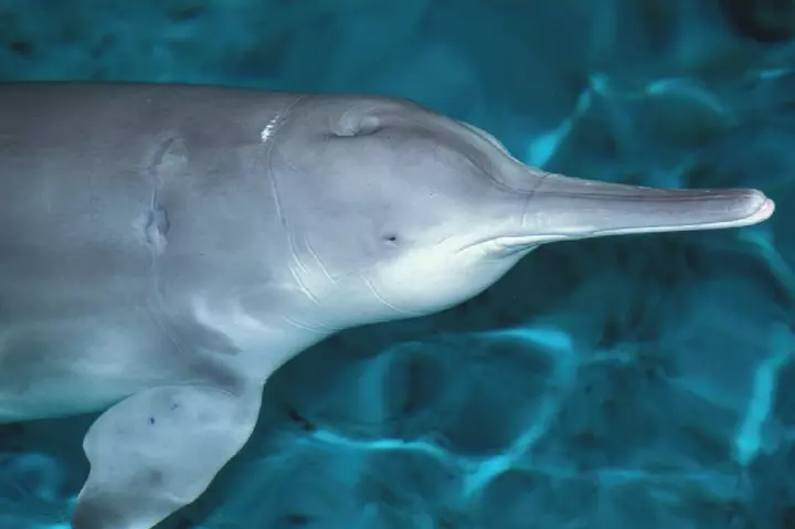 Китайський річковий дельфін