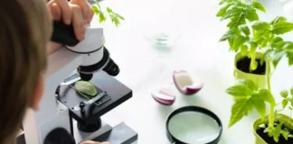 Людина розглядає листок рослини під мікроскопом