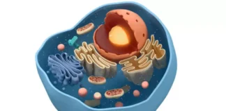 Модель тваринної клітини