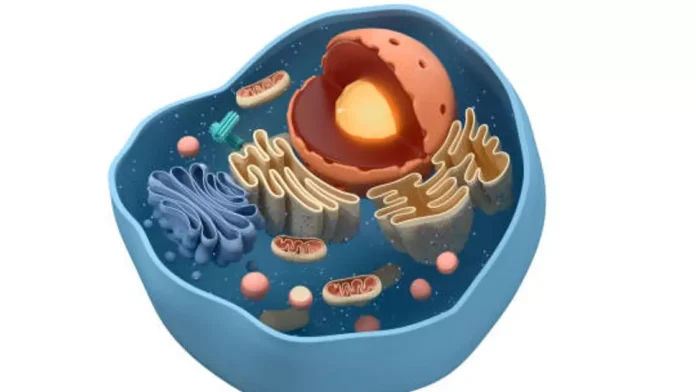 Модель тваринної клітини Модель тваринної клітини