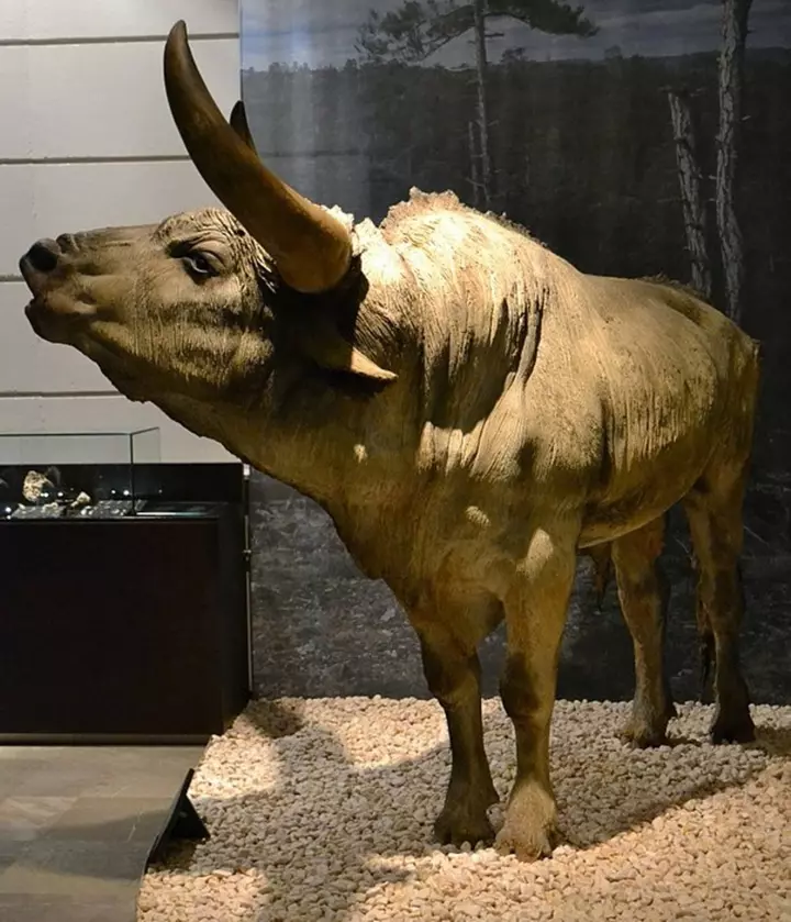 Первісний бик (тур)