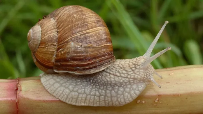 Равлик Равлик