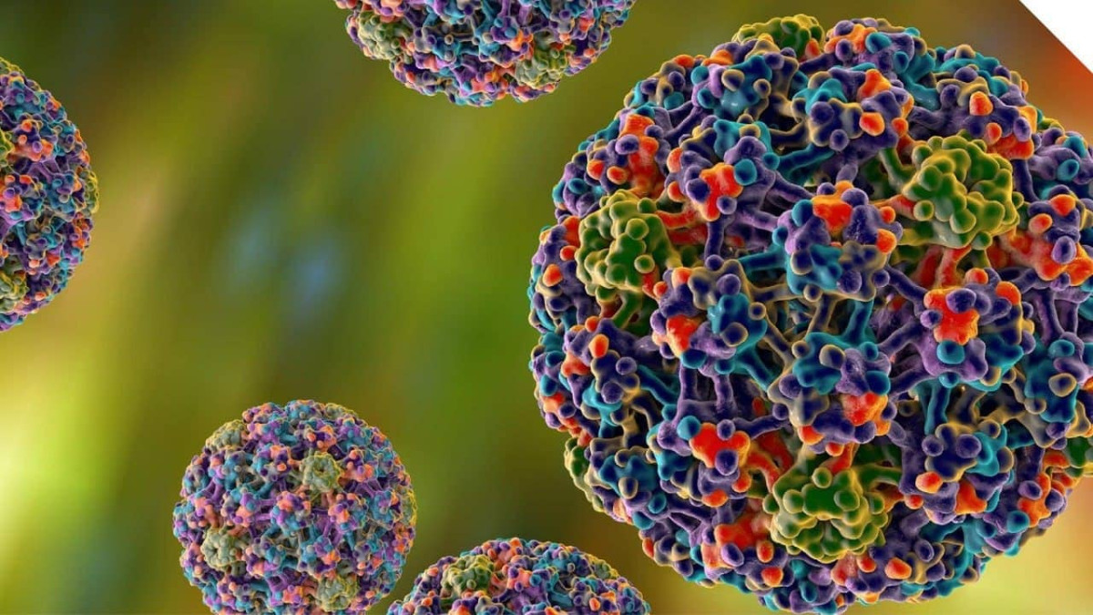 ВПЛ (Вірус папіломи людини) ВПЛ (Вірус папіломи людини)