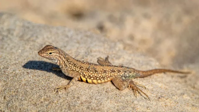 ящірка ящірка