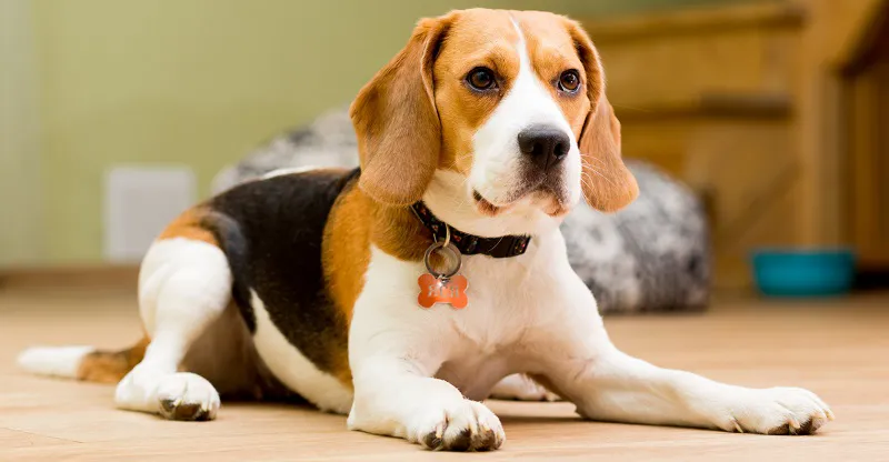 бігль бігль