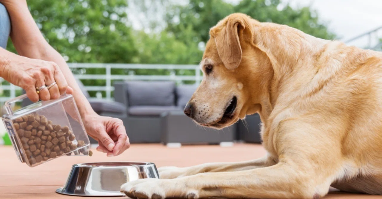 собака собака