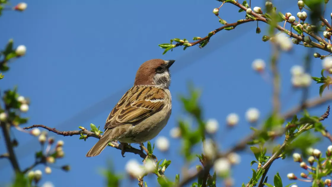 горобець горобець