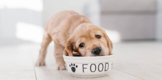їжа для собак