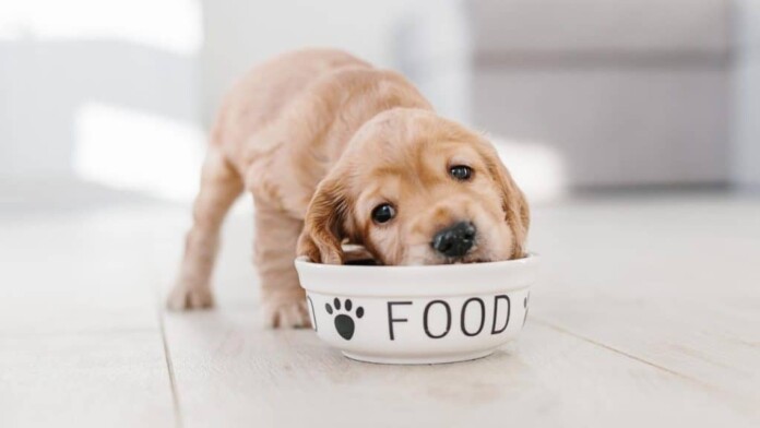 їжа для собак їжа для собак