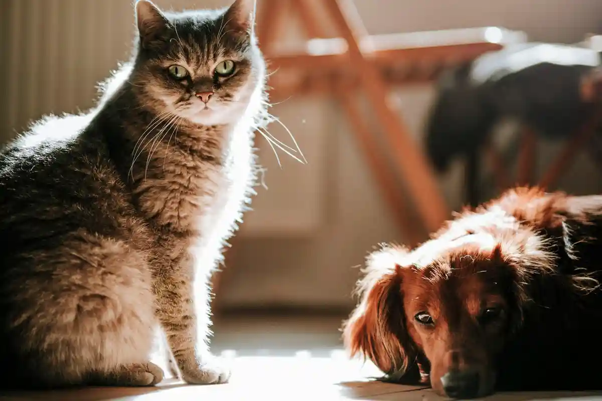 Фото: Marián Šicko/pexels.com