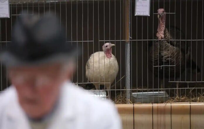 Перша смерть від пташиного грипу H5N1 у США