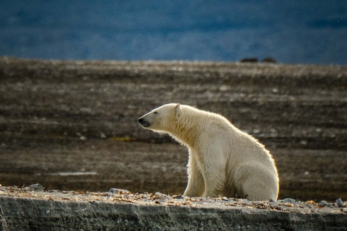 Трамп мріє про Гренландію, а Німеччину та Данія прив’язані до