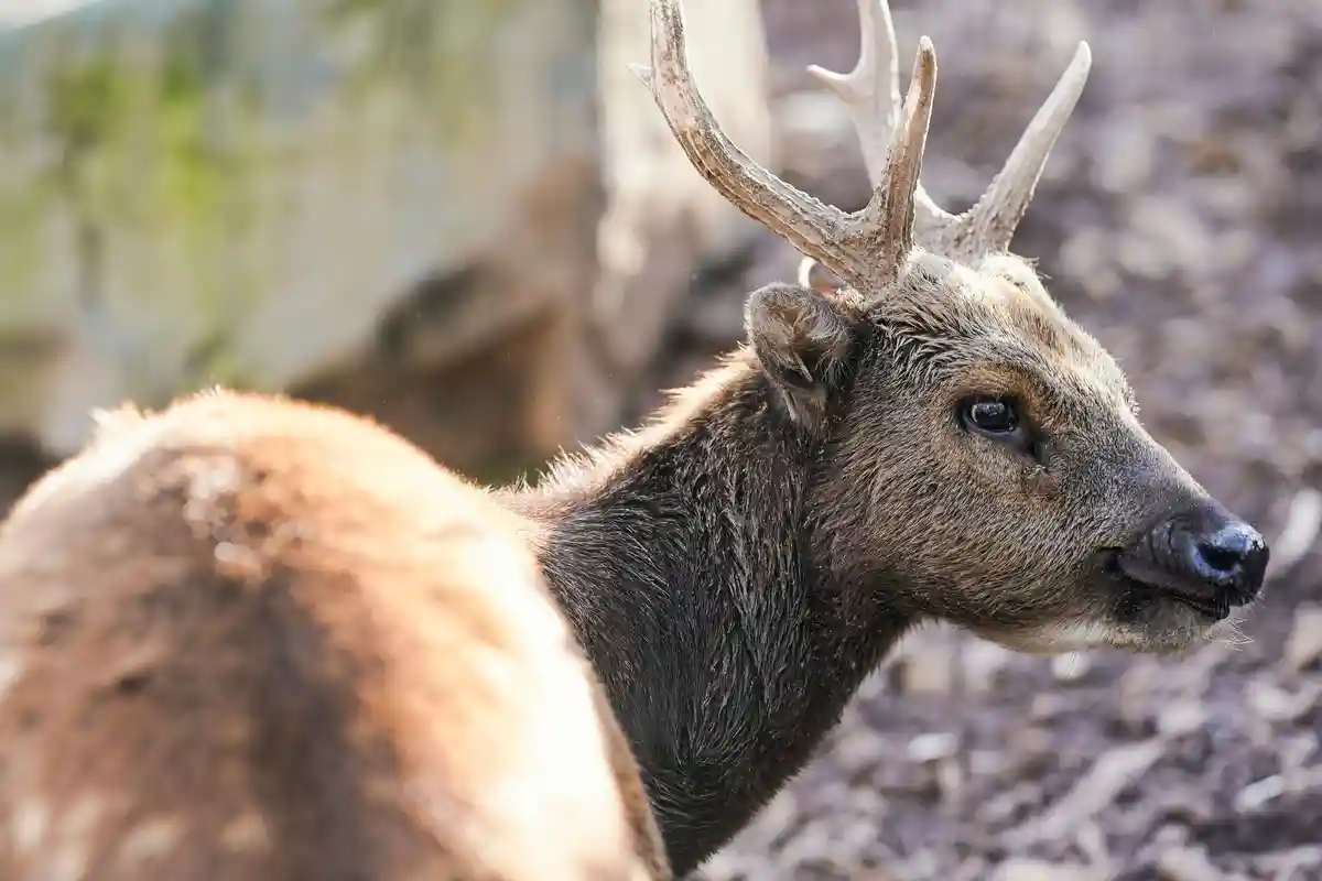 Фото: UWE ANSPACH/DPA