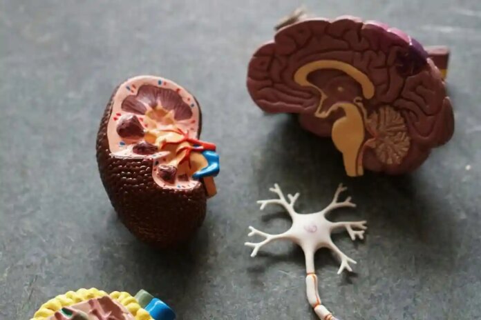 Інтернет -реєстр органів: кількість донорів не зростає