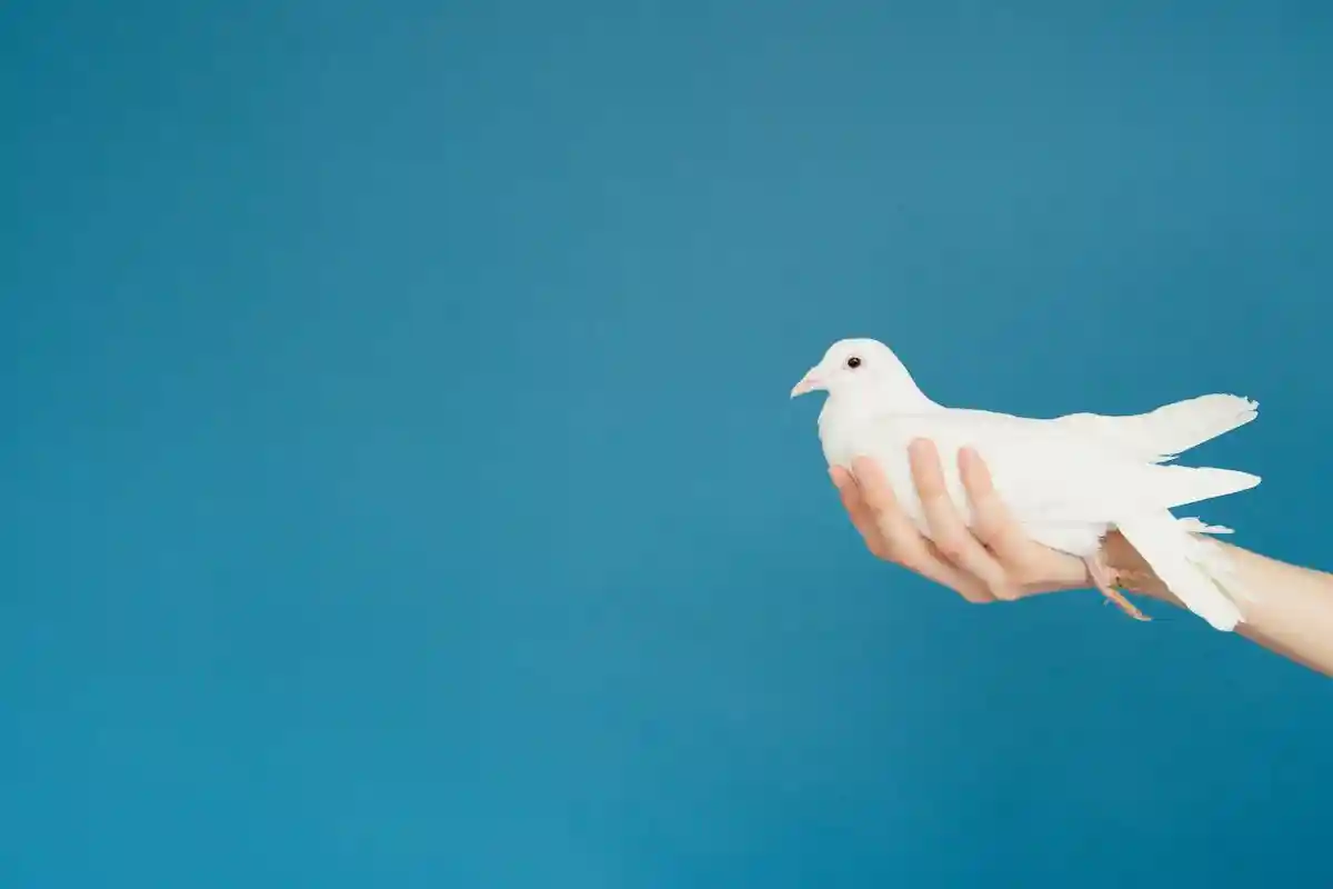 Фото: Artem podrez / pexels.com