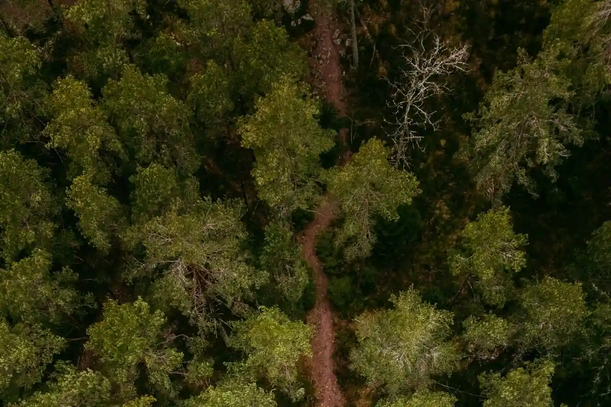 Запущений супутник біомаси: чому це потрібно? Фото: