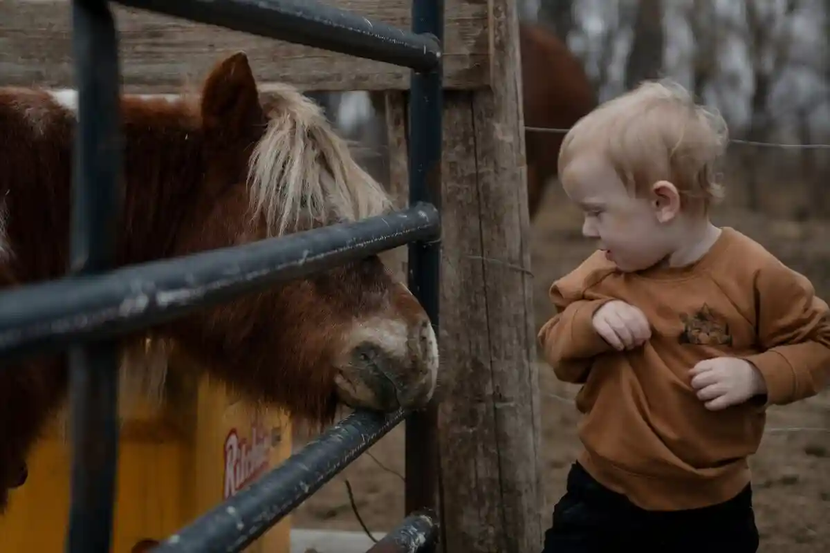 Як пил з ферм захищає від астми та алергії? Фото: Холлі Landkammer / unsplash.com